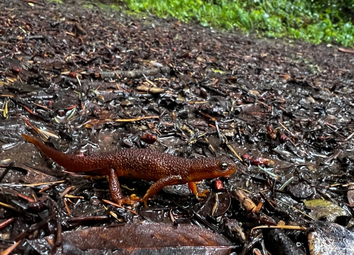 California Newt